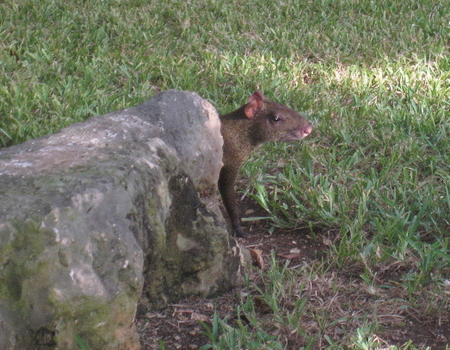 agouti