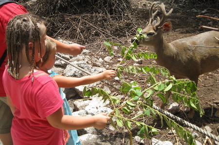 Kids feeding deer
