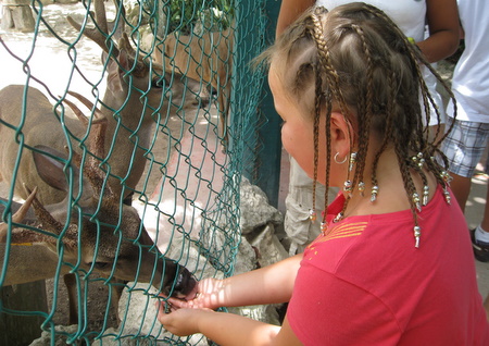 Deer eating from Mika's hand