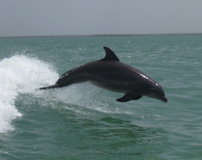 dolphin_holbox_ferry.jpg