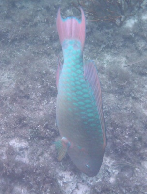 parrot_fish.jpg