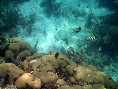 Reef at Puerto Morelos