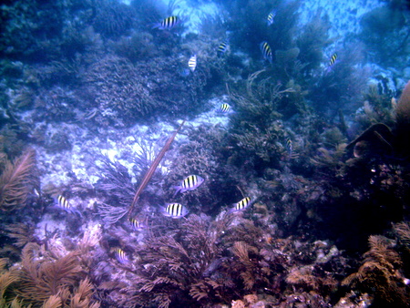 Reef at Puerto Morelos