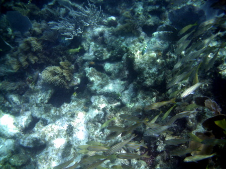 Reef at Puerto Morelos