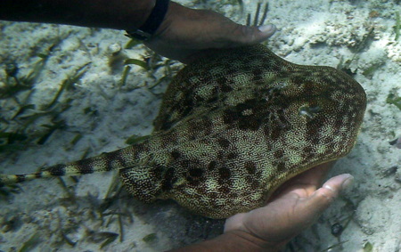 skate in the Reef at Puerto Morelos